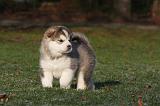 ALASKAN MALAMUTE 631